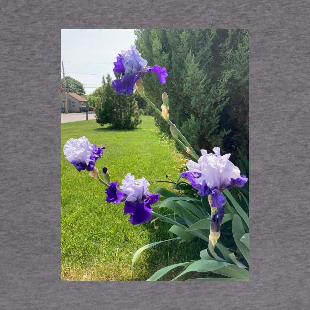 Irises and Evergreens by Amanda1775